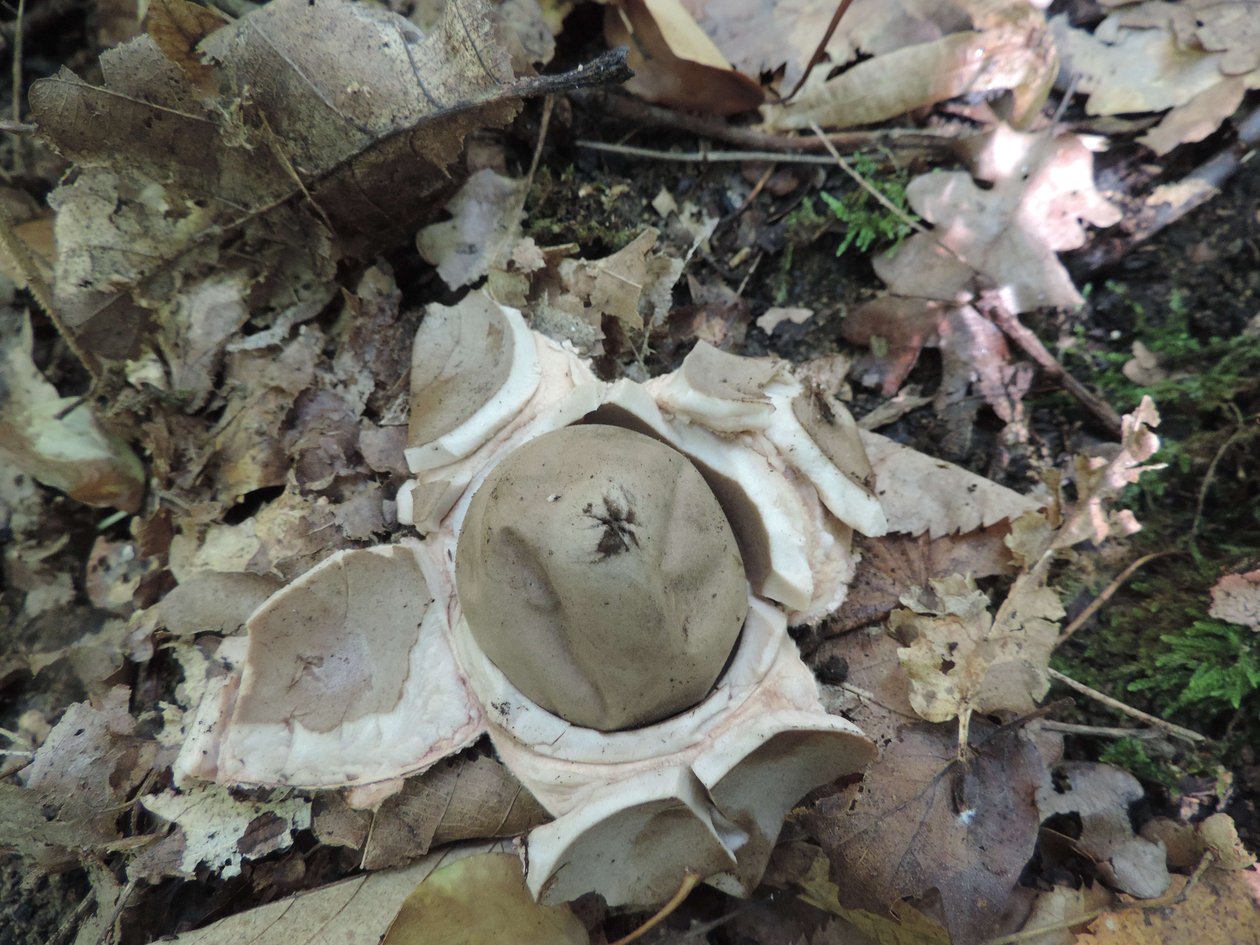 Image of Red-brown Earthstar