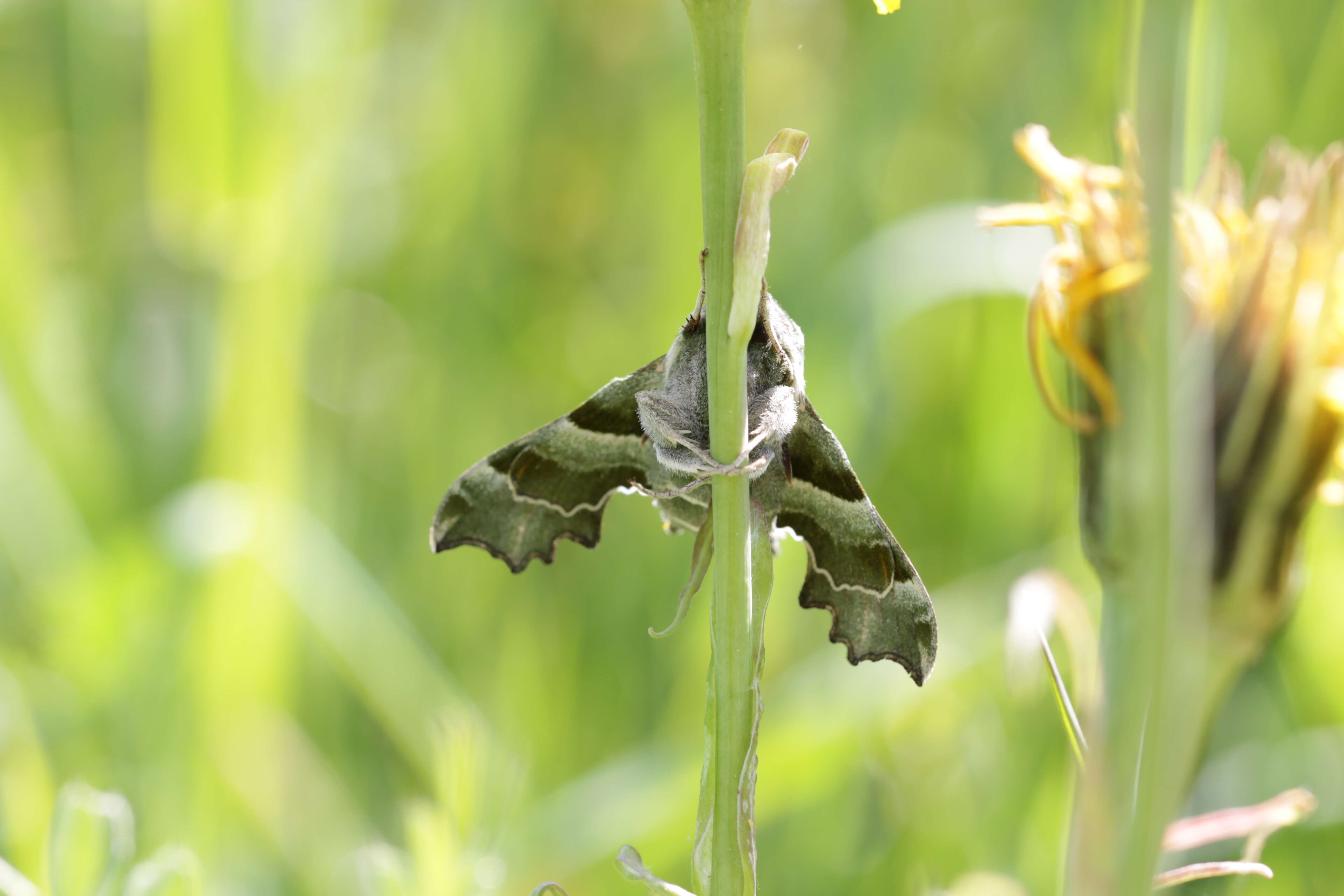 Image of Willowherb Hawkmoth