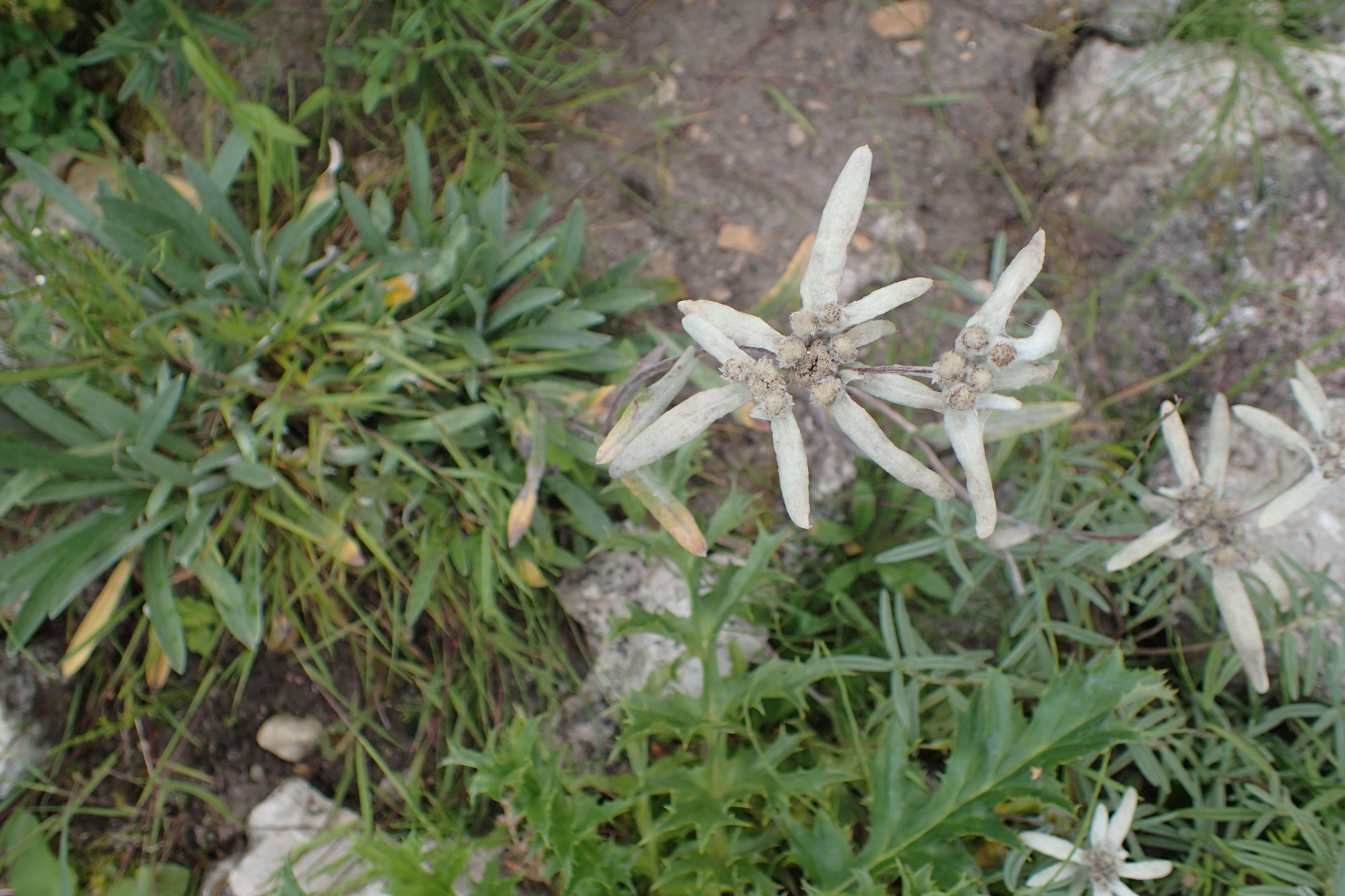 Image of Leontopodium himalayanum DC.