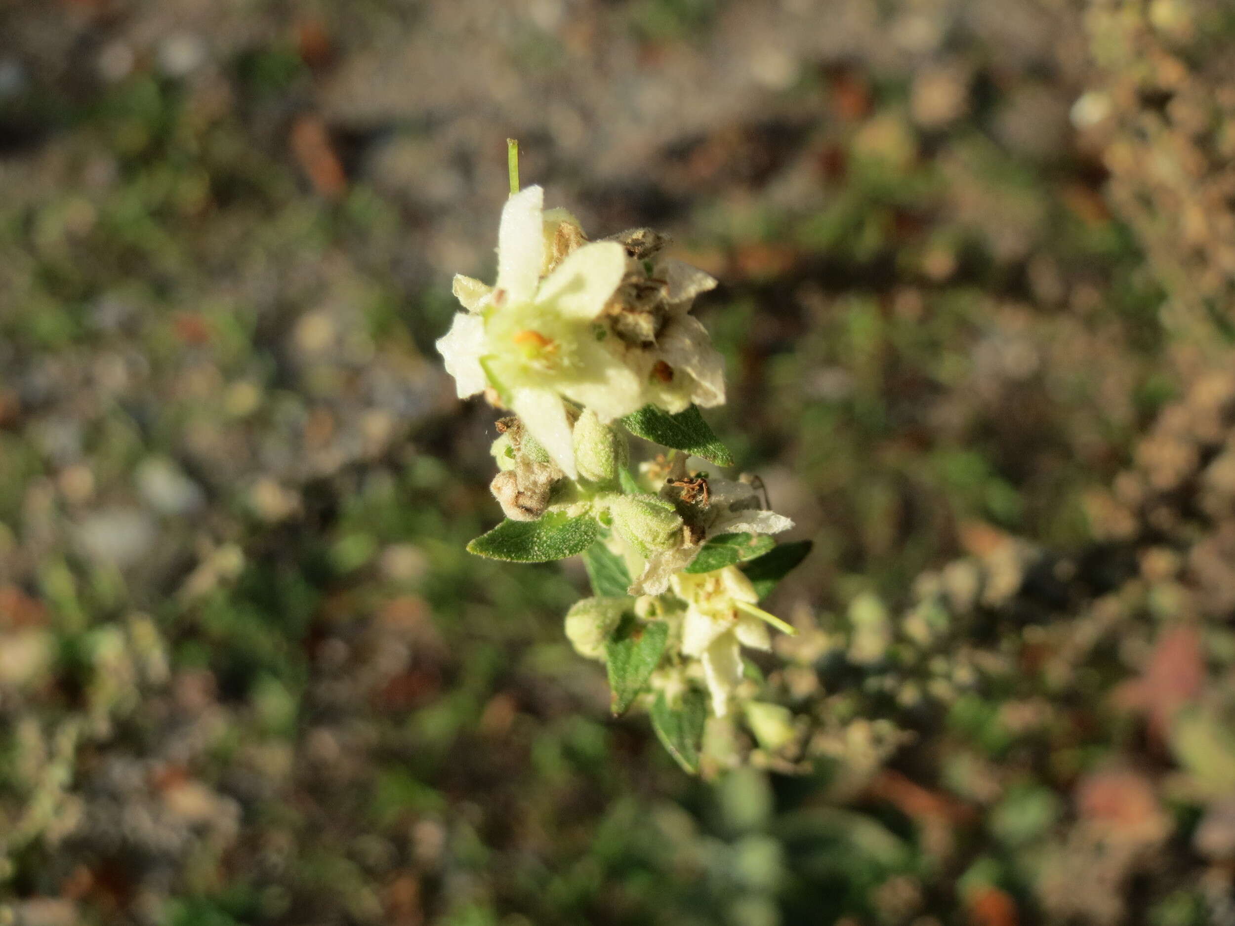 Image of white mullein