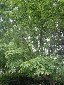 Image of sugar maple