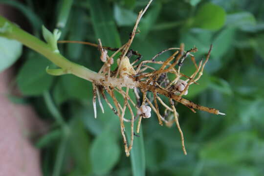 Image of Bradyrhizobium