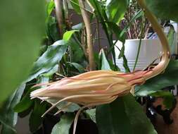 Image of Dutchman's Pipe Cactus