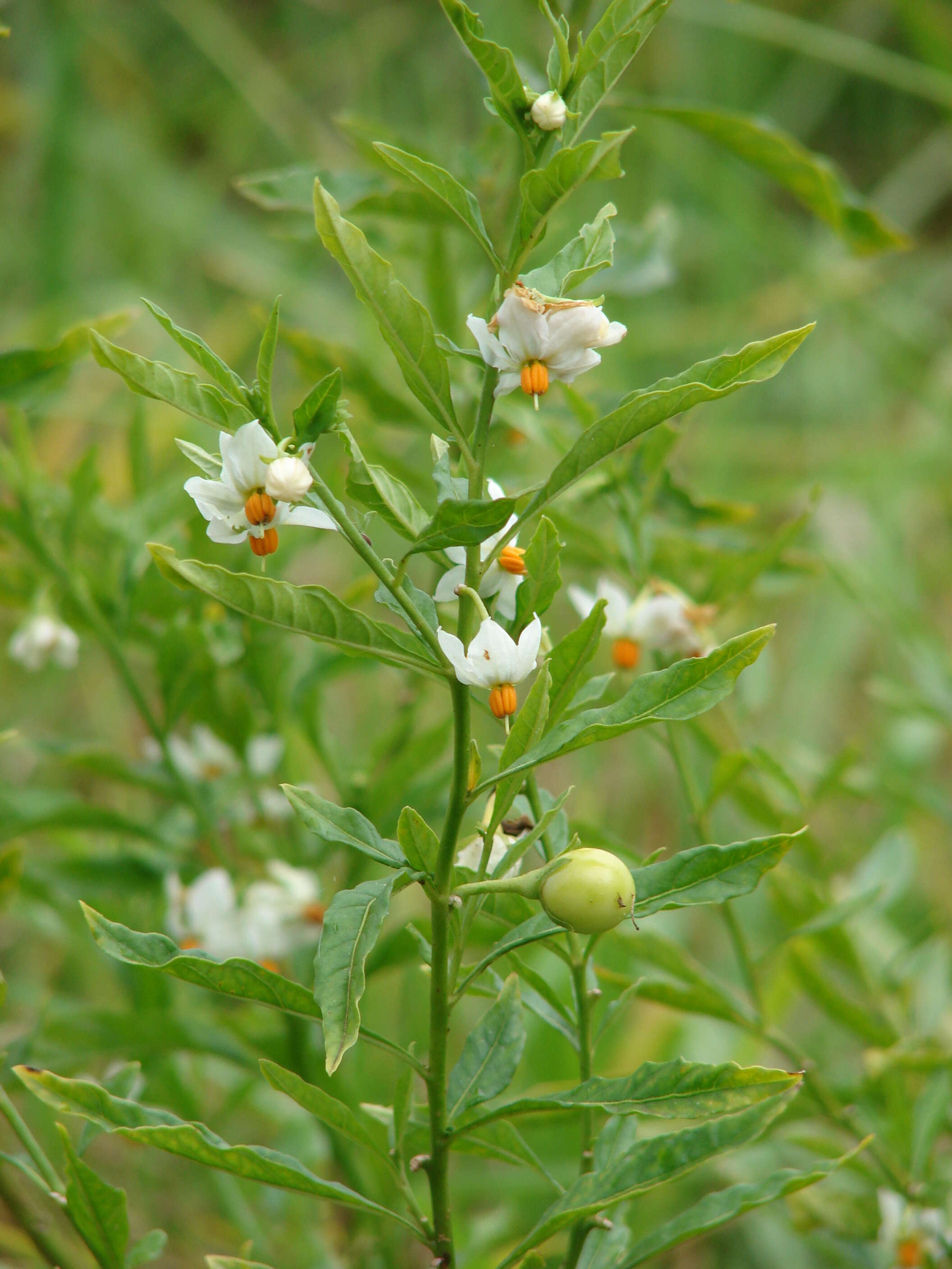 Image of Jerusalem Cherry