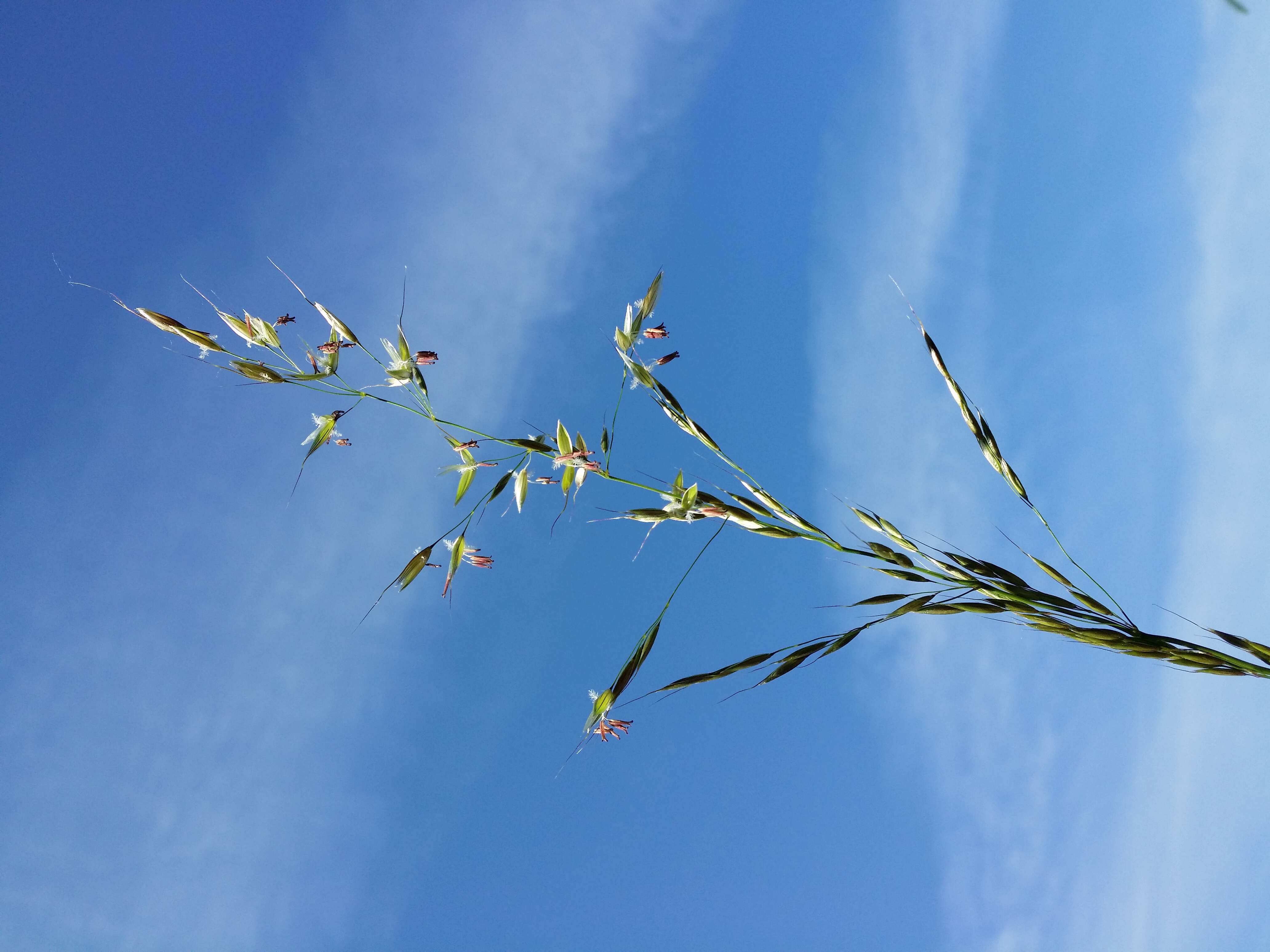 Image of Button Grass