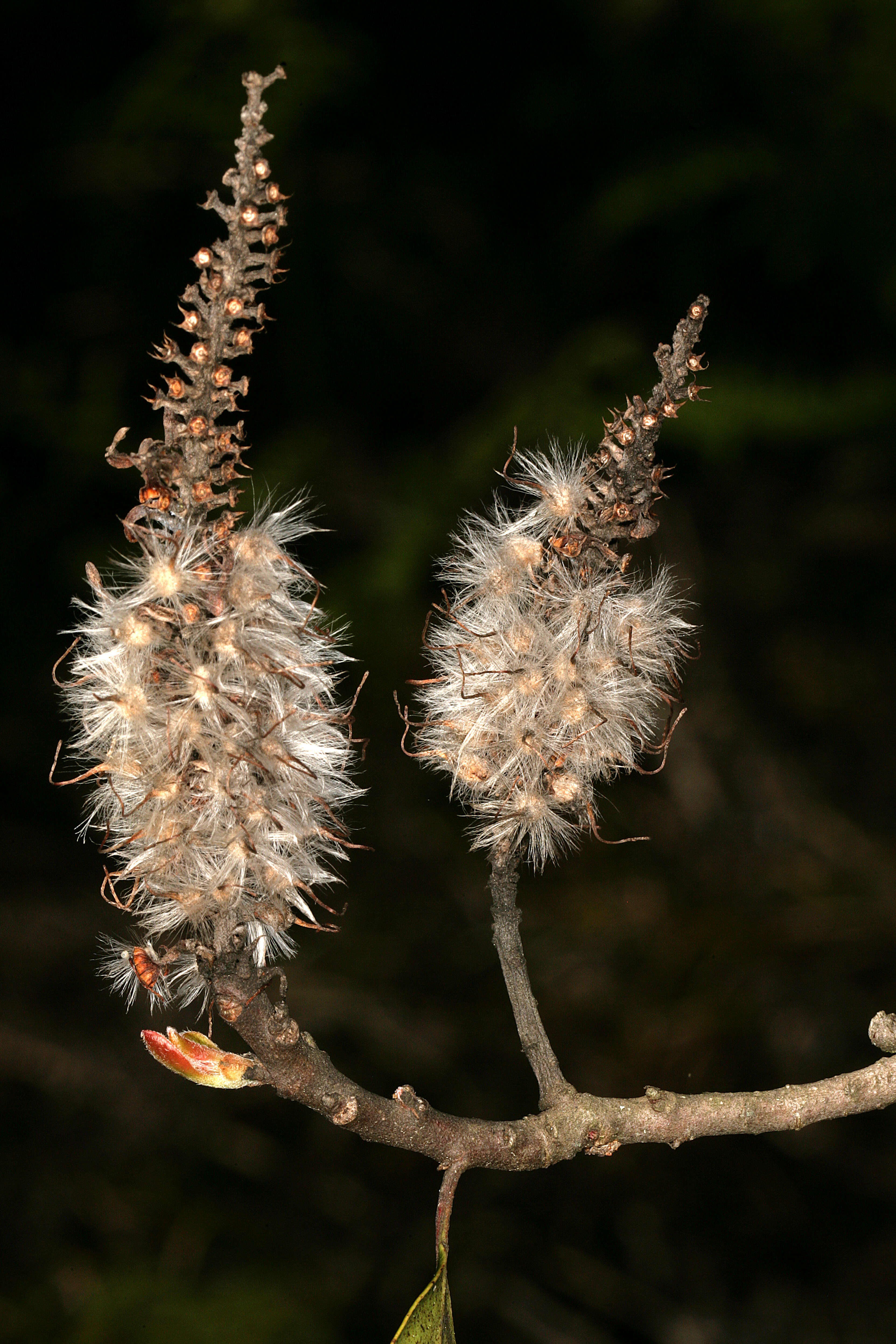 Image of Faurea galpinii Phillips