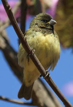 Image of Yellow-bellied Seedeater