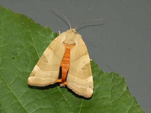 Image of broad-bordered yellow underwing