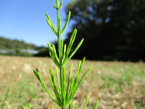 Image of field horsetail