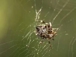 Image of Araneus angulatus Clerck 1757