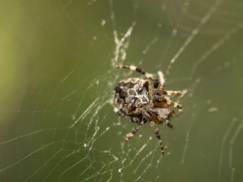 Image of Araneus angulatus Clerck 1757