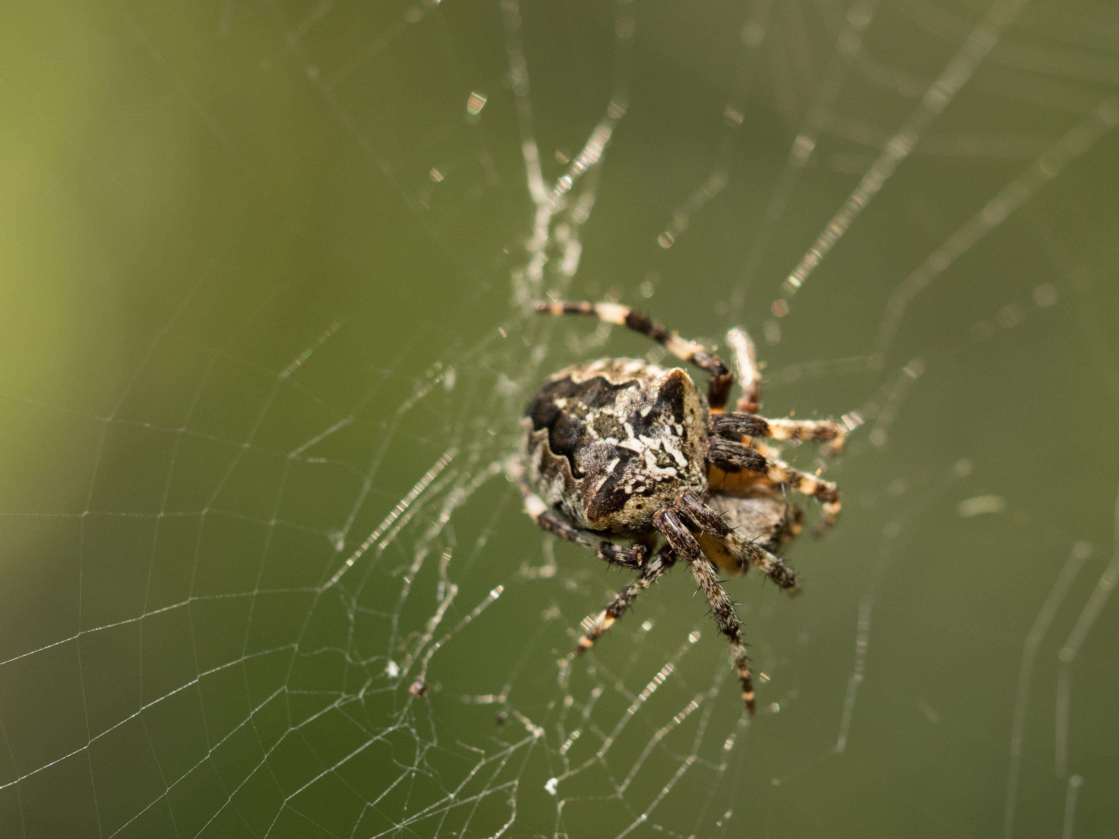 Image of Araneus angulatus Clerck 1757