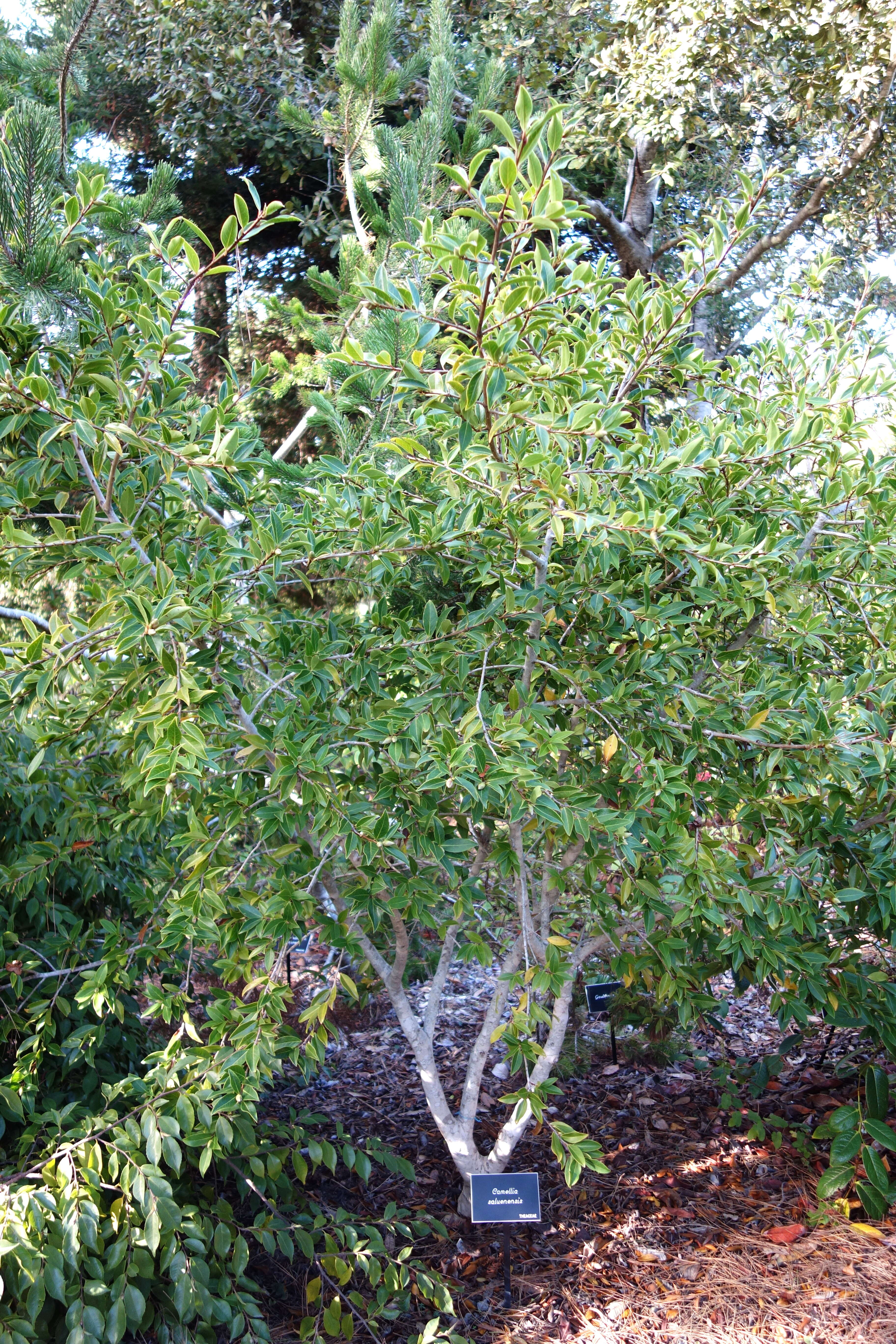 Imagem de Camellia saluenensis Stapf ex Bean