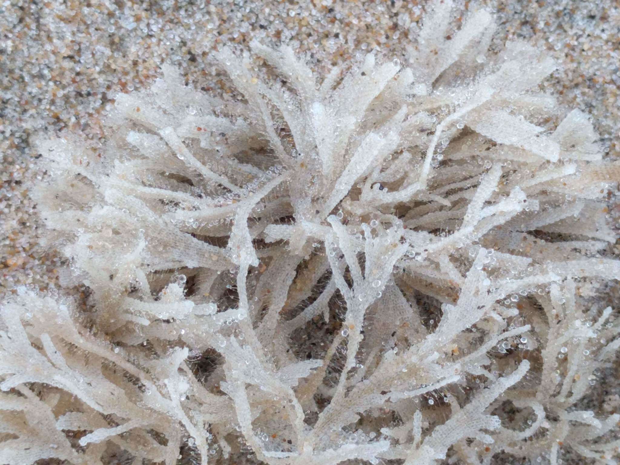 Image of Hairy bryozoan