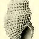 Image de Taranis granata (Hedley 1922)