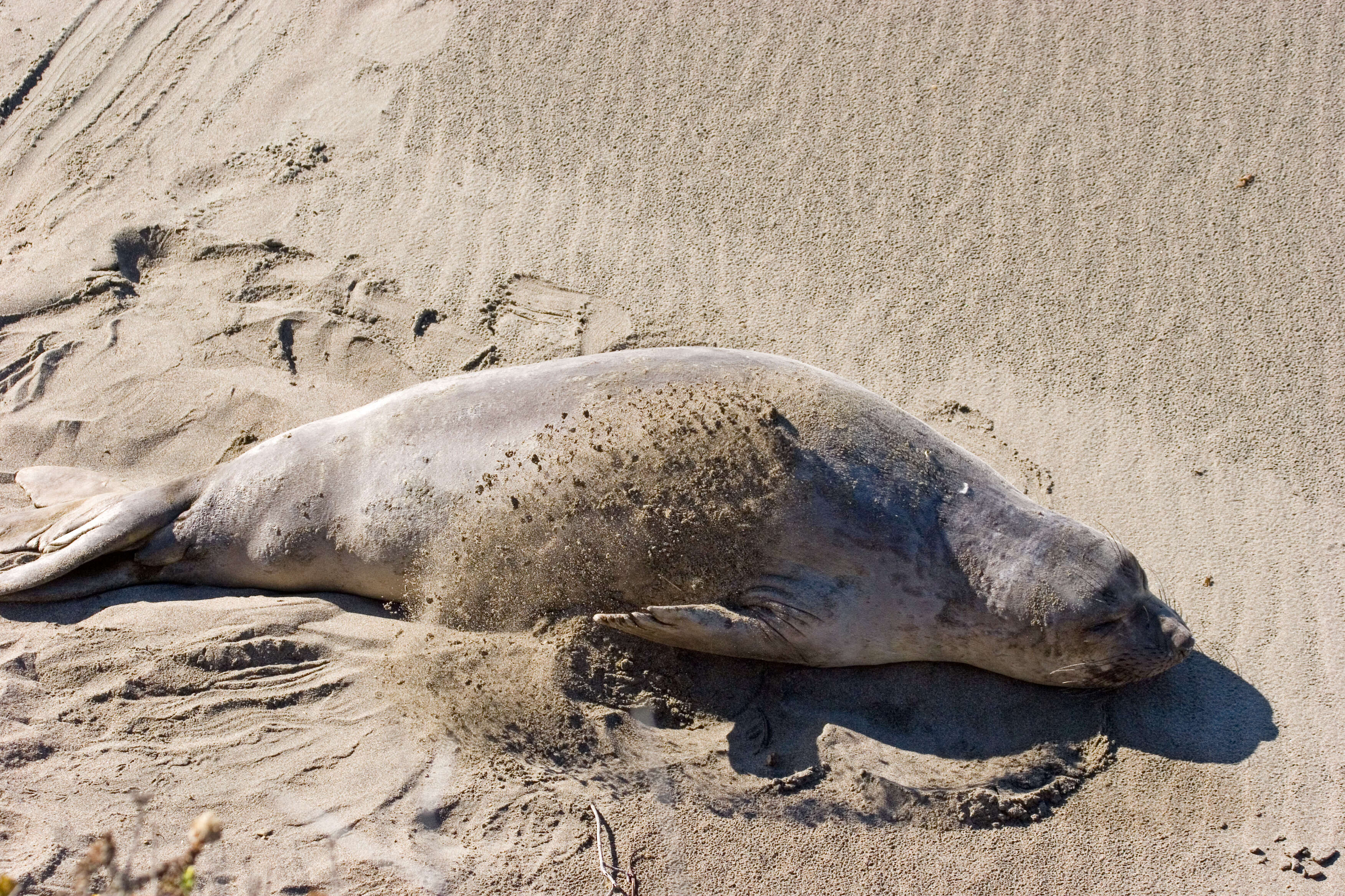 Image of Northern Elephant Seal