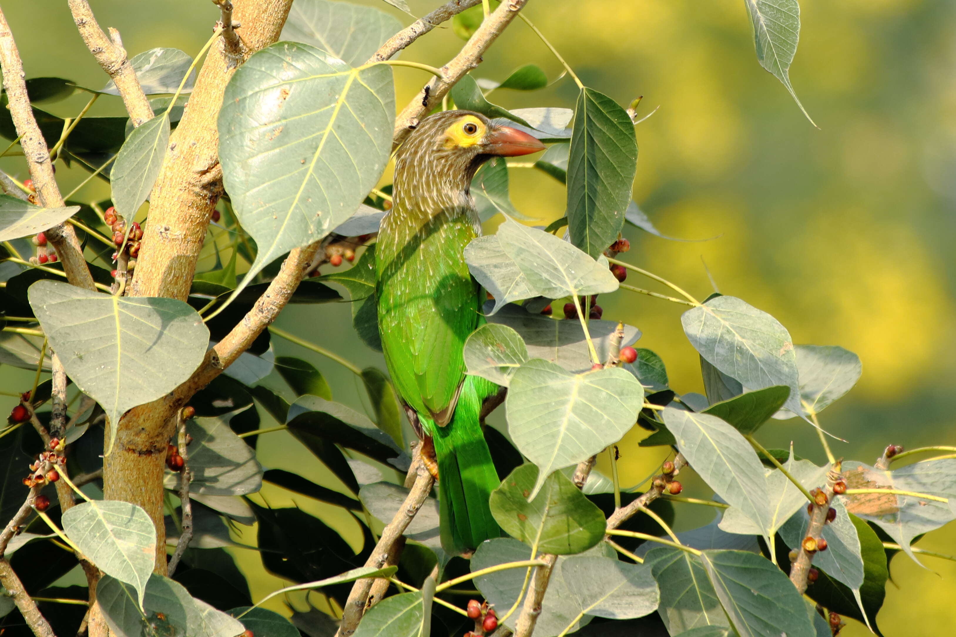 Psilopogon lineatus (Vieillot 1816) resmi