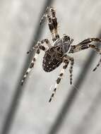 Image of Gray Cross Spider