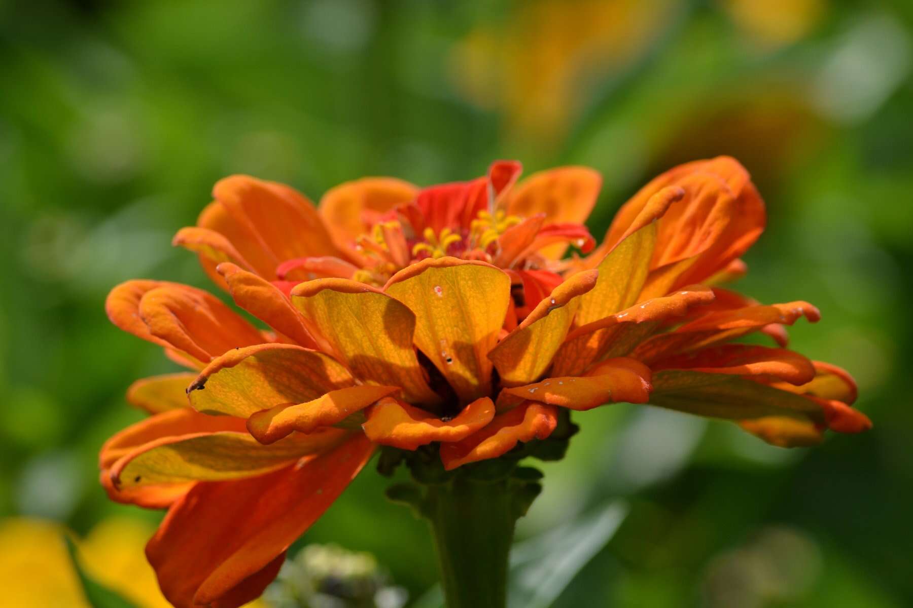 Image of ELEGANT ZINNIA