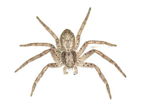 Image of Philodromus dispar Walckenaer 1826