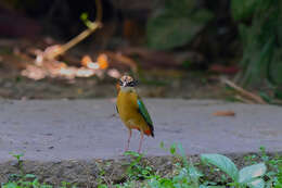 Plancia ëd Pitta brachyura (Linnaeus 1766)