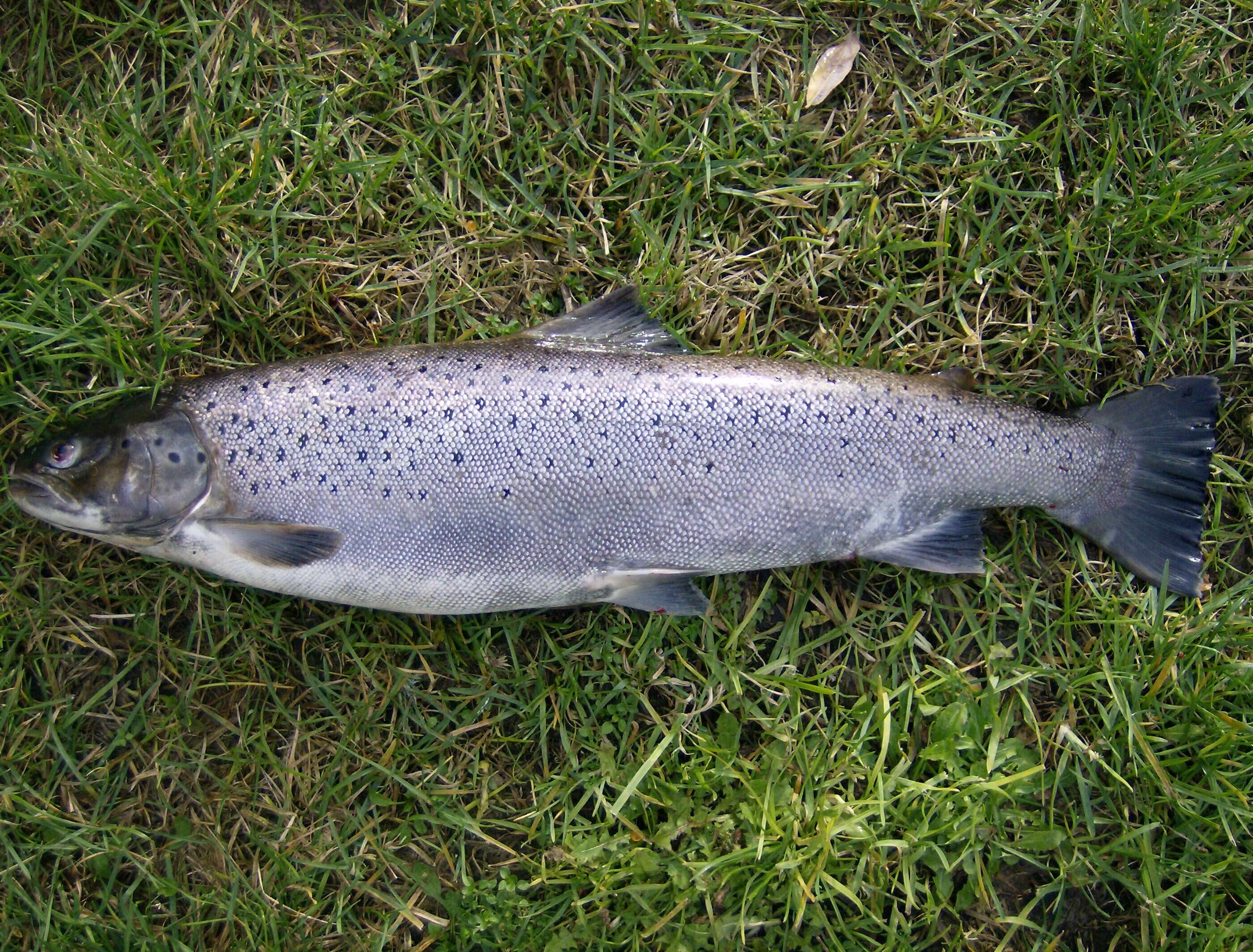 Image of Brown Trout