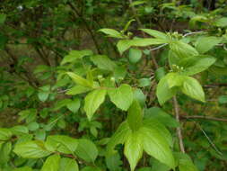 Image of Manchurian honeysuckle