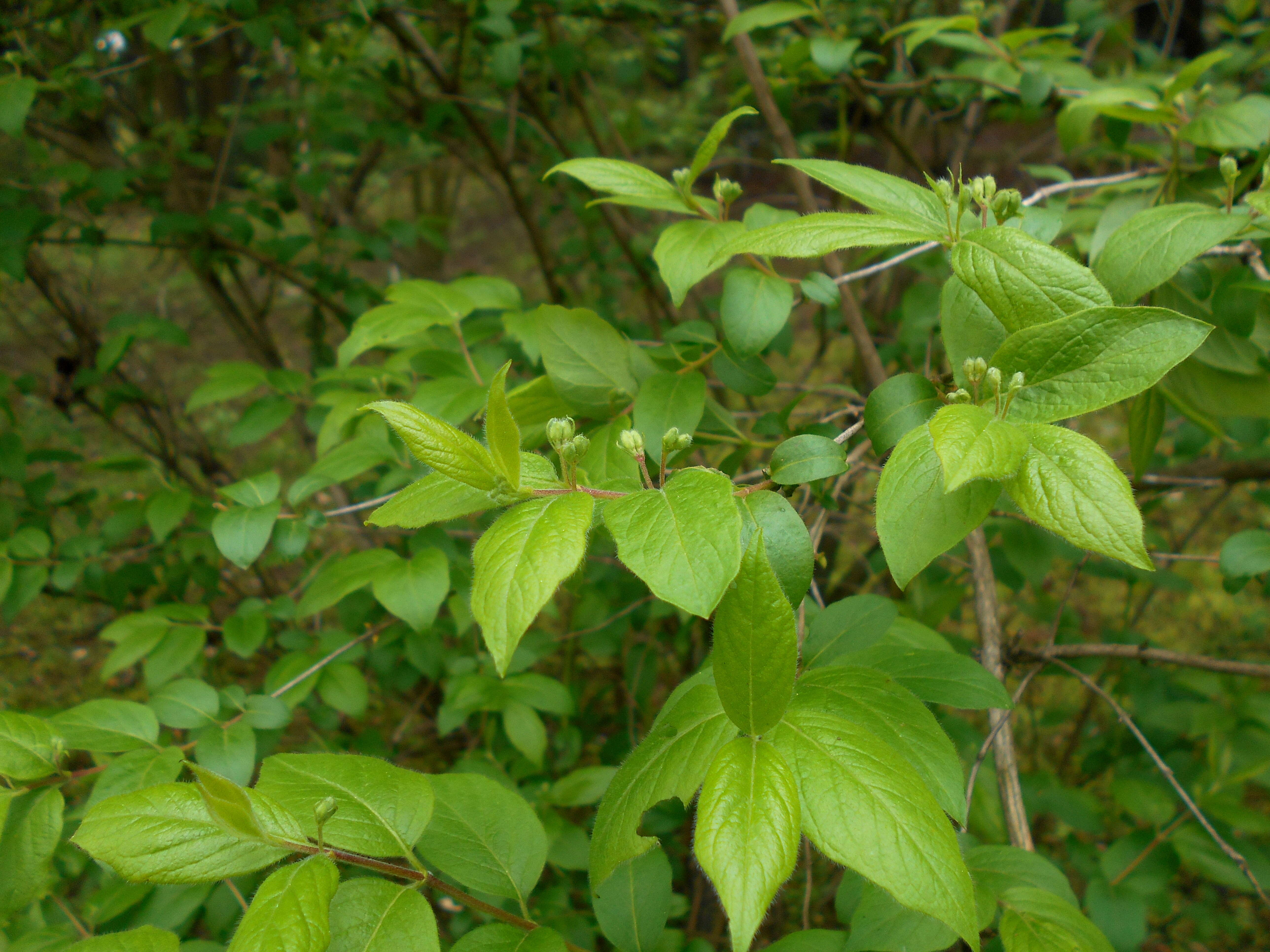 Image of Manchurian honeysuckle