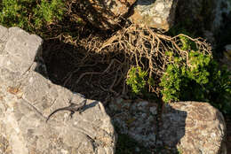 Image of Black girdled lizard