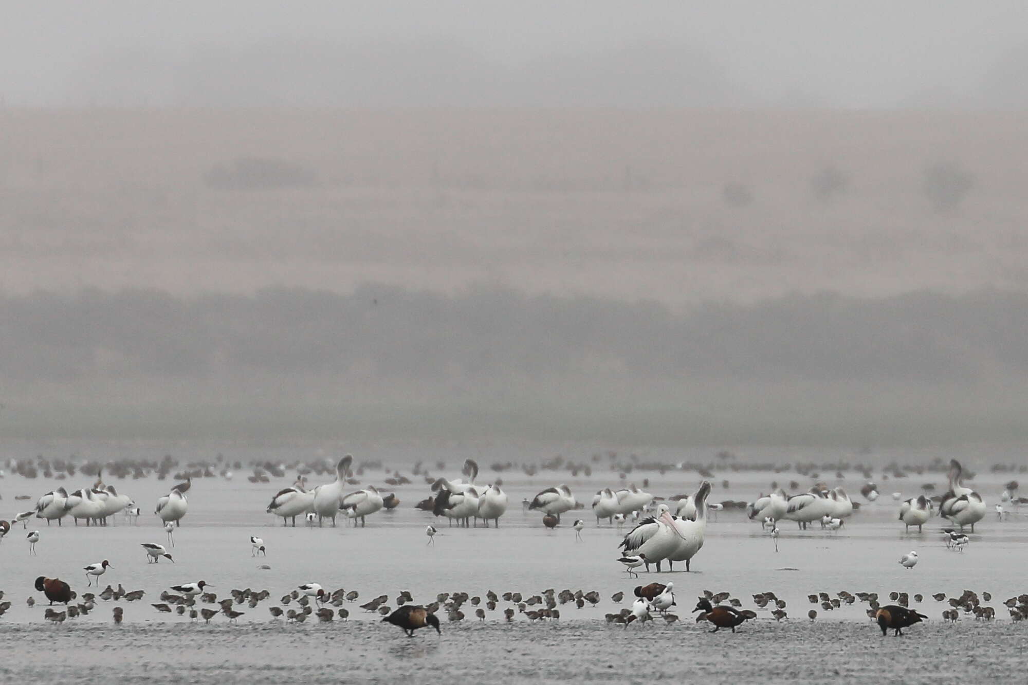 Image of Australian Red-necked Avocet