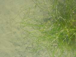 Image of pondweed