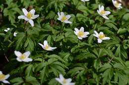 Imagem de Anemone nemorosa L.