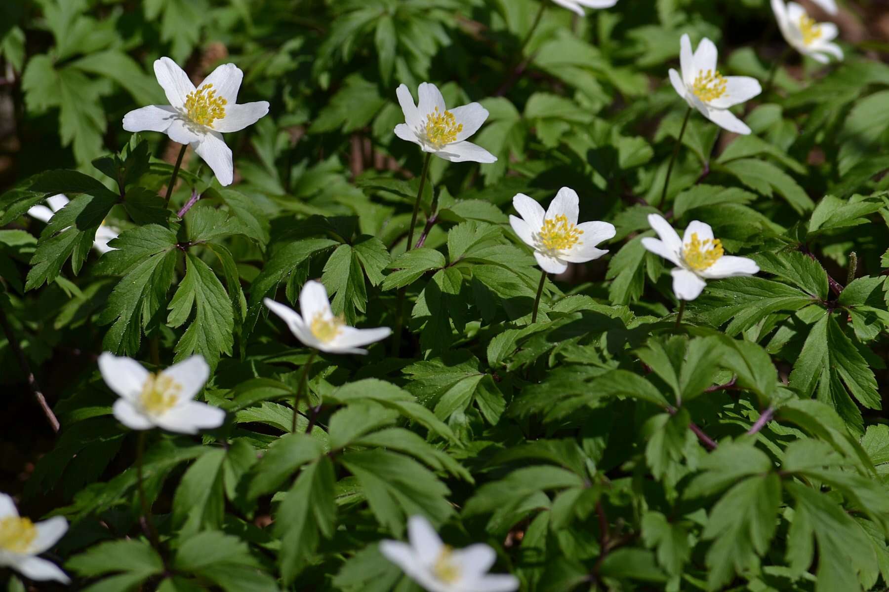 Imagem de Anemone nemorosa L.