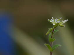 Image of sticky chickweed