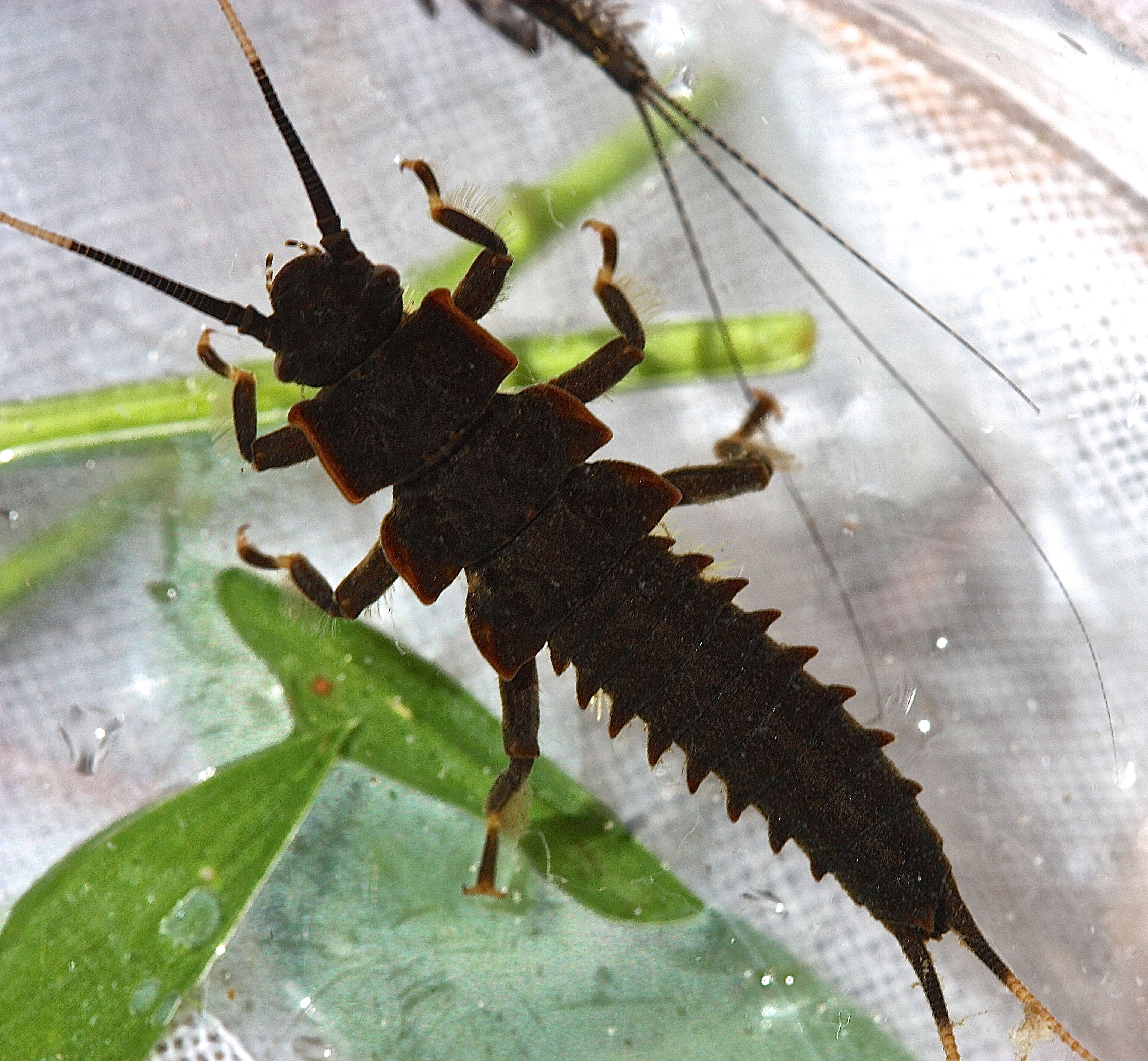 Image of Knobbed Salmonfly