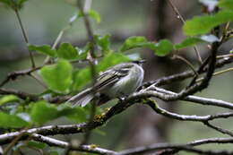 Image of Sclater's Tyrannulet