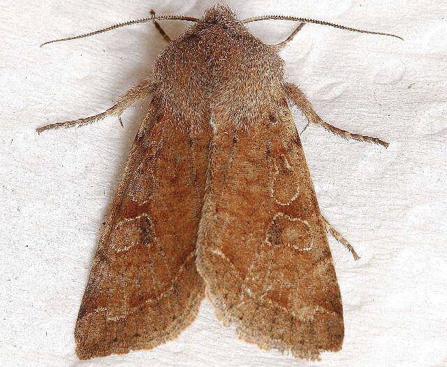 Imagem de Orthosia hibisci Guenée 1852