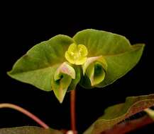 Image of sweet spurge