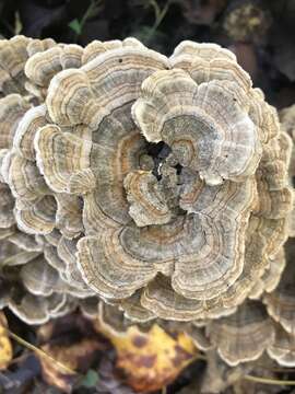 Image of Turkey Tail