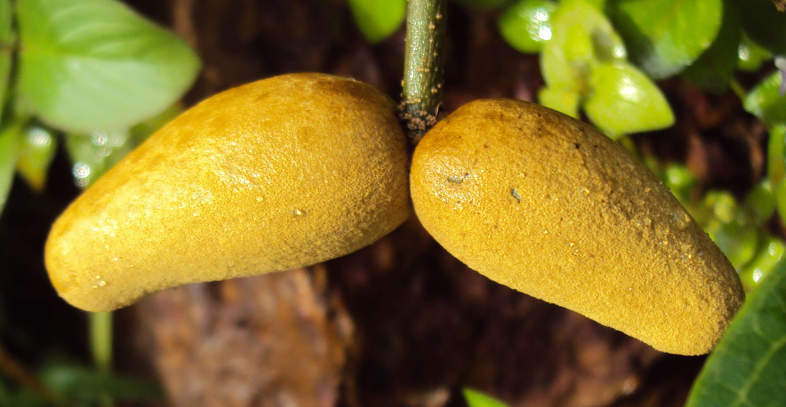 Image of Marsdenia volubilis (L. fil.) Cooke