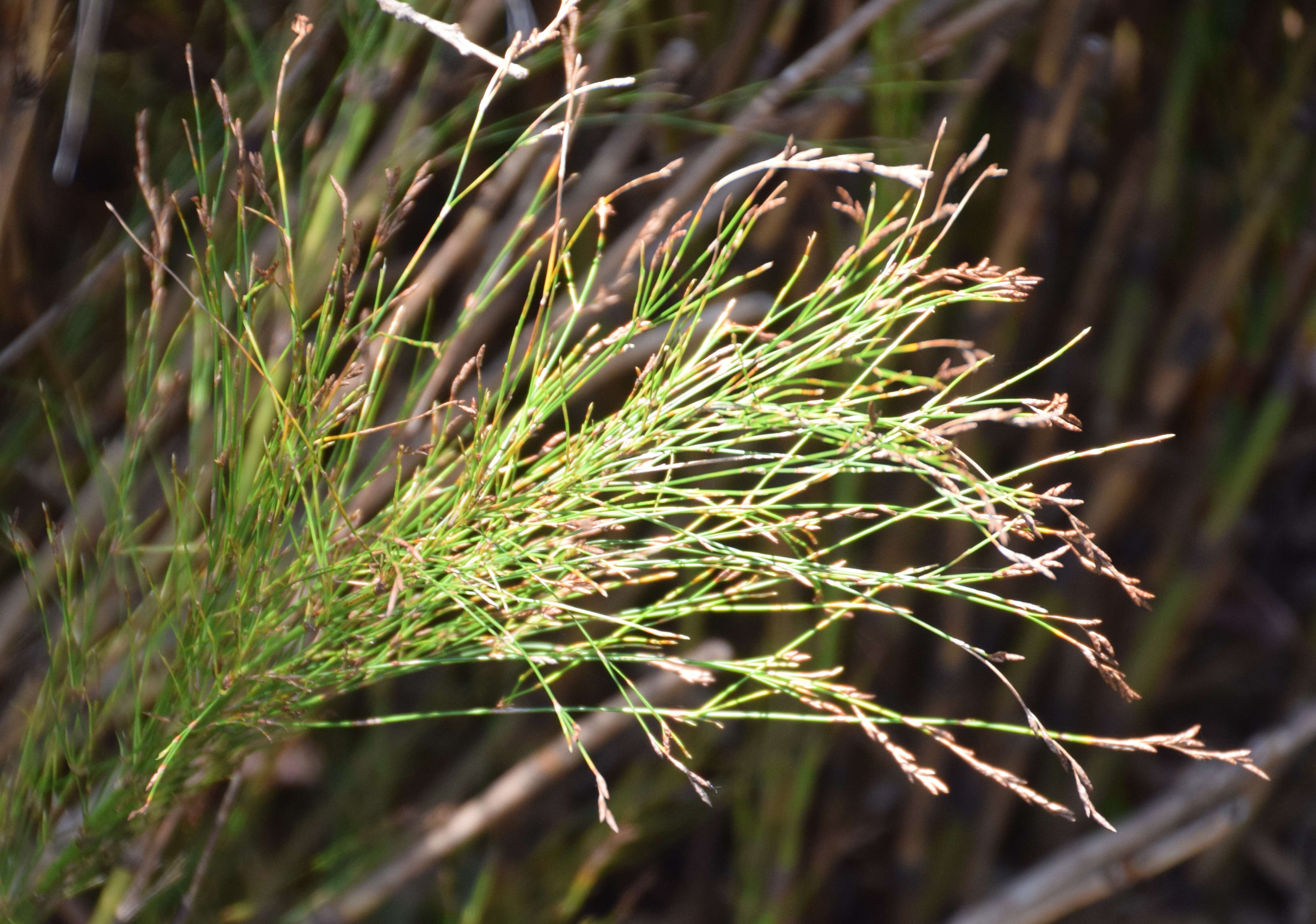 Image de Restio subverticillatus (Steud.) Mast.