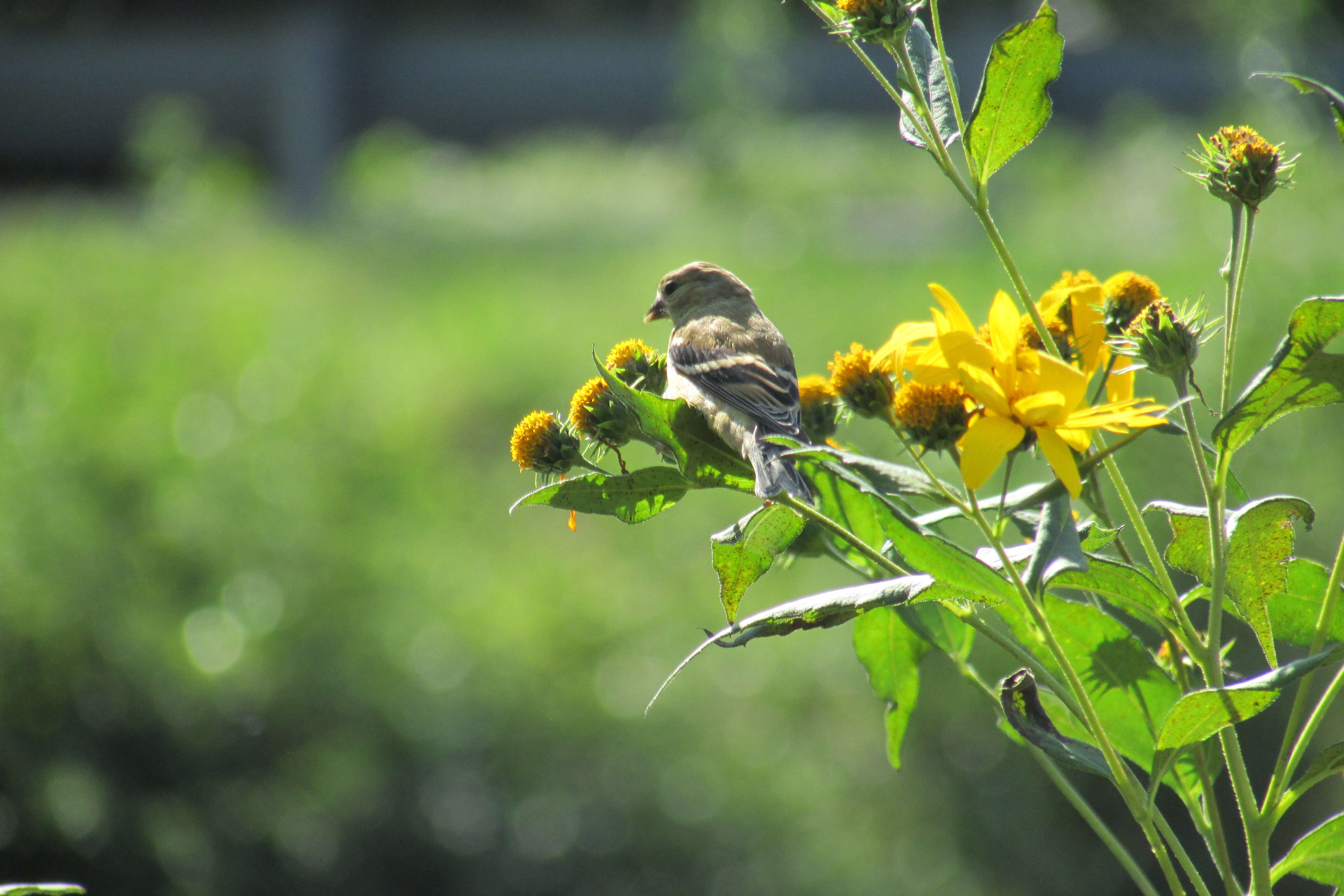 Image of American Goldfinch