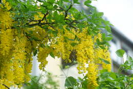 Image of Common Laburnum