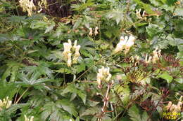 Image of monkshood