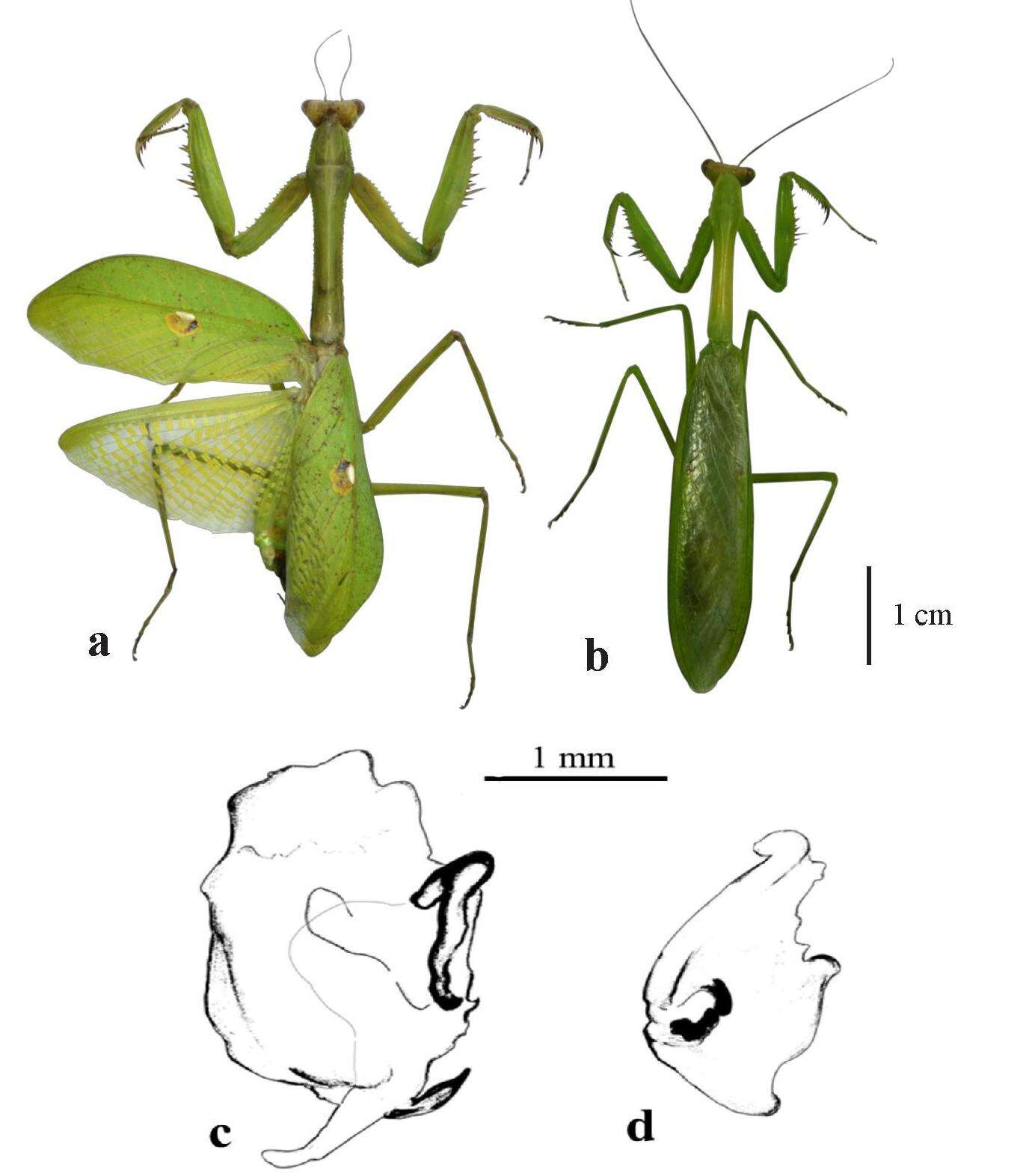 Image of Stagmatoptera septentrionalis Saussure & Zehntner 1894