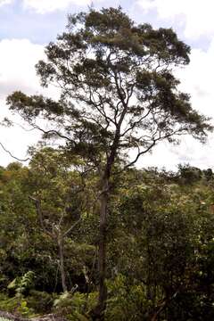 Sivun Leptospermum javanicum Bl. kuva