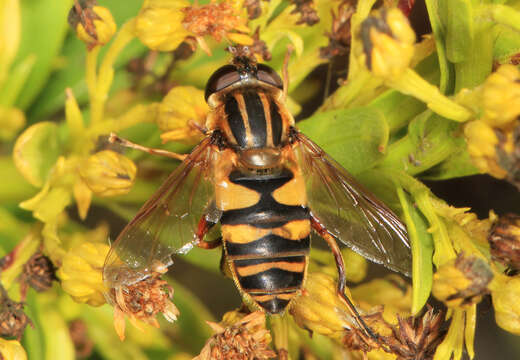 Image of Helophilus fasciatus Walker 1849