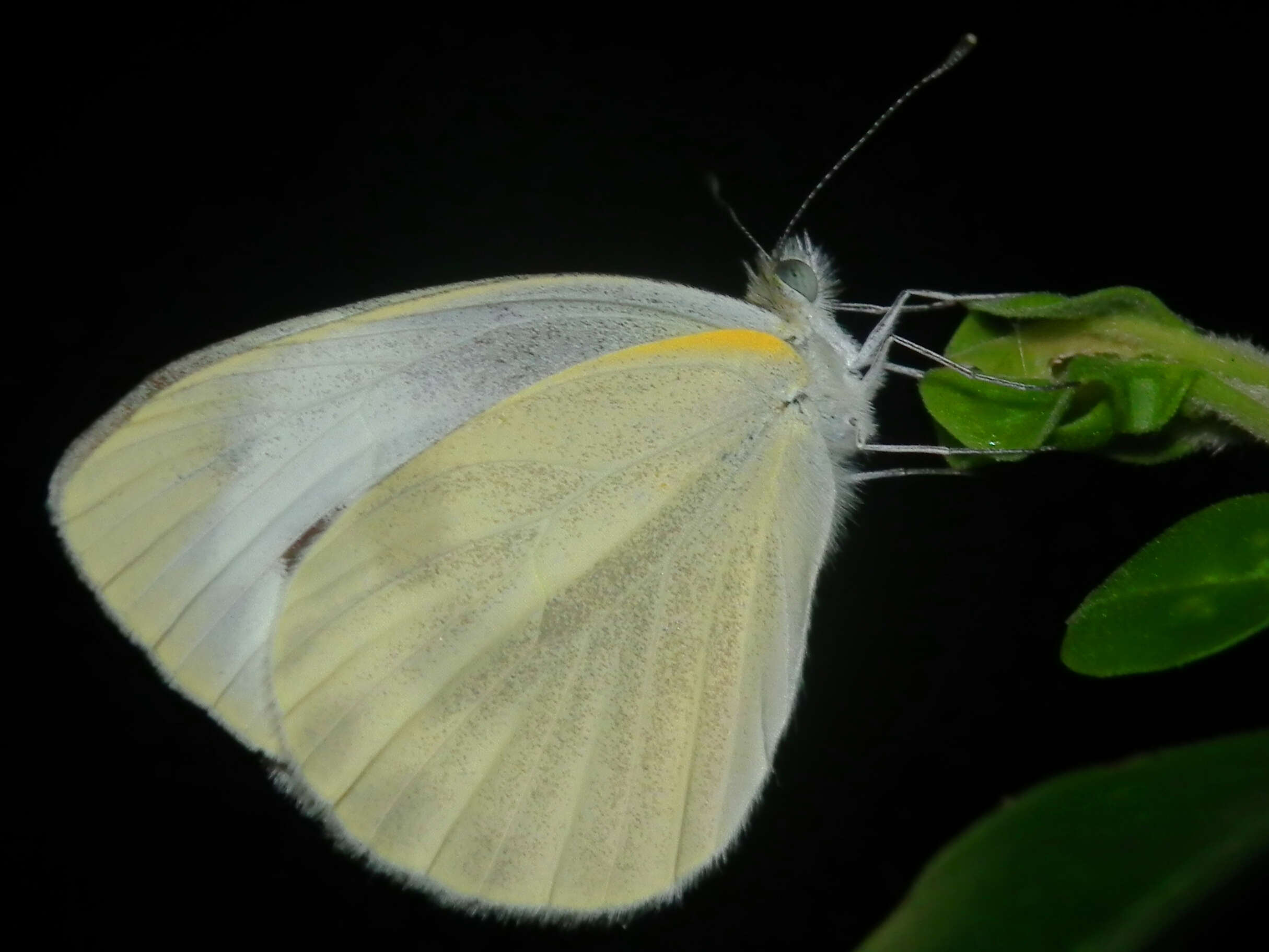 Image of Pieris canidia (Sparrman 1768)