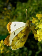 Image of Moroccan Orange Tip