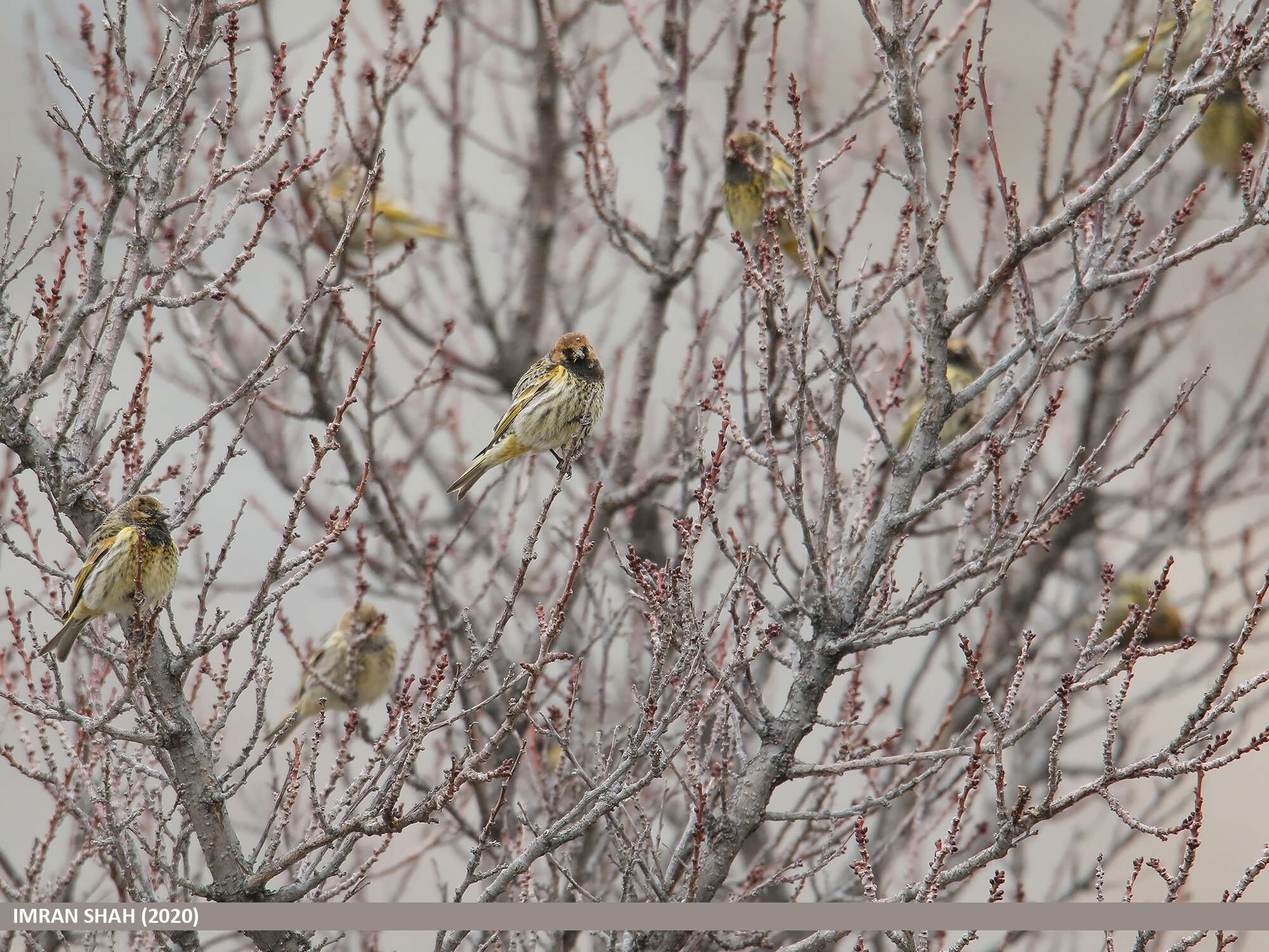 Image of Fire-fronted Serin